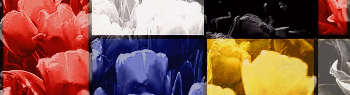 Mondriaan bollenpakket | Voor in je eigen tuin